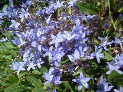 Campanula poscharskyana, Klokjesbloem