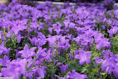 Campanula portenschlagiana, Klokjesbloem