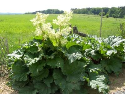 Rheum rhabarbarum, P9 pot Rabarber