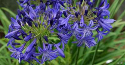 Agapanthus 'Northern Star', ® Afrikaanse lelie