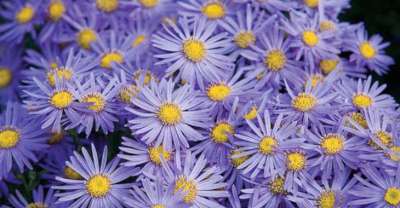 Aster amellus 'Blue King', Aster