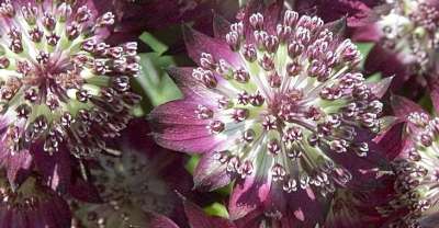 Astrantia major 'Star of Beauty', ® Zeeuws knoopje