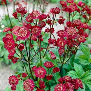 Astrantia major 'Claret', Zeeuws knoopje