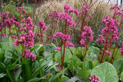 Bergenia 'Bressingham Ruby', ® Randjesbloem