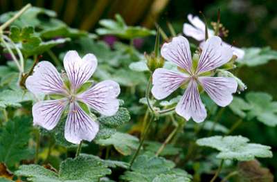 Geranium renardii, Ooievaarsbek