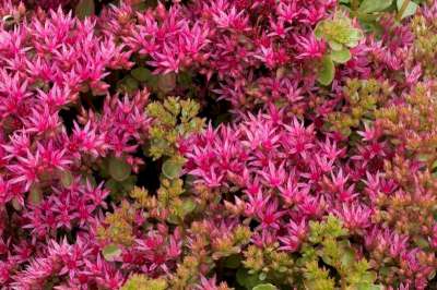 Sedum spurium 'Schorbuser Blut', Vetkruid