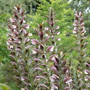 Acanthus hungaricus, Stekelige berenklauw