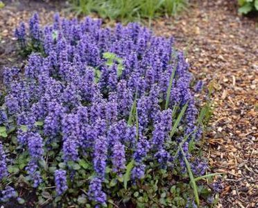 Ajuga reptans 'Catlins's Giant' ,Zenegroen