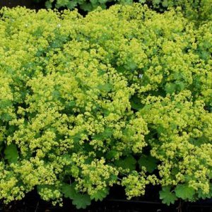 Alchemilla epipsila, Vrouwenmantel