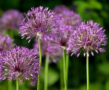 Allium 'Purple Rain', Sierui