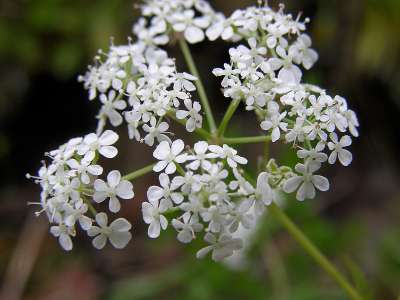 Anthriscus sylvestris, Fluitenkruid