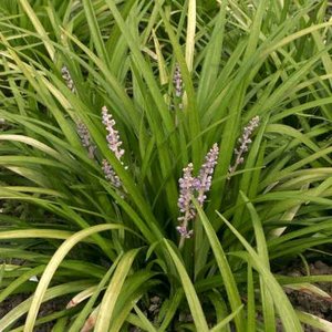Liriope spicata, Leliegras