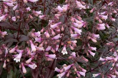 Penstemon 'Dark Towers' P9, ® slangenkop of schildpadbloem