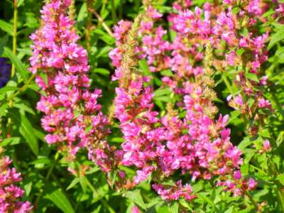 Salvia nemorosa 'Pink Friesland', siersalie