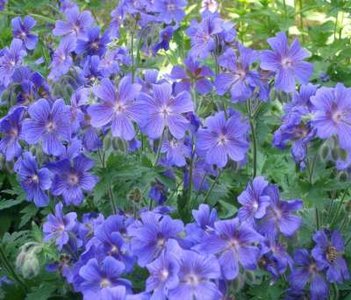 Geranium 'Blue Blood', Ooievaarsbek