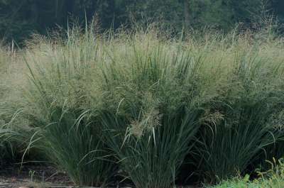 Panicum virgatum, Vingergras