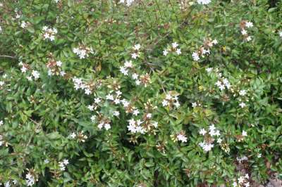 Abelia grandiflora 'Prostrata', 25/30 pot