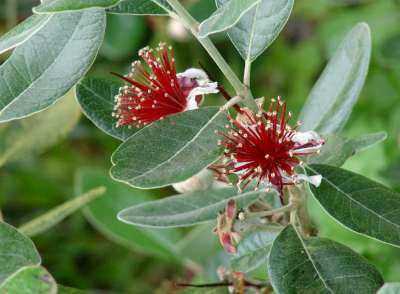 Acca sellowiana (=Feijoa sellowiana), 60/80 10L