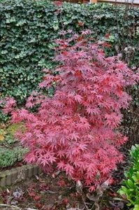 Acer palmatum 'Bloodgood' 100/125 Kluit, Japanse esdoorn