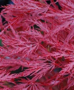 Acer palmatum 'Inaba-Shidare', 50-60 pot 10L