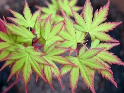 Acer palmatum 'Sangokaku', 80-100 Kluit, Japanse esdoorn