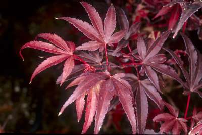 Acer palmatum 'Skeeter's Broom', 50/60