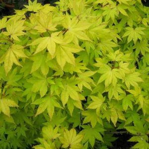 Acer palmatum 'Summer Gold', 125-150 18L