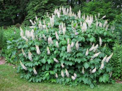 Aesculus parviflora, 60-80 Kluit, Herfstpaardekastanje