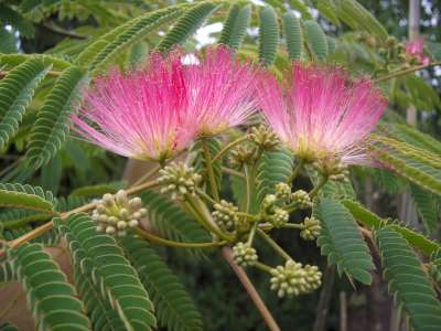 Albizia julibrissin 'Ombrella', 175/200 meerstammig, Perzische slaapboom