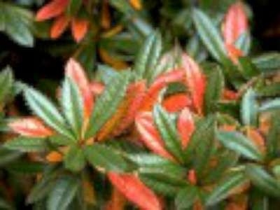 Berberis julianae, 60/80 12L, Japanse zuurbes