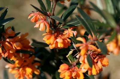 Berberis linearifolia 'Orange King', 40-50 5L, zuurbes