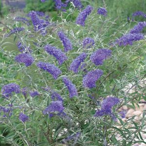 Buddleja dav. 'Nanho Purple', 30-40 3L, Vlinderstruik