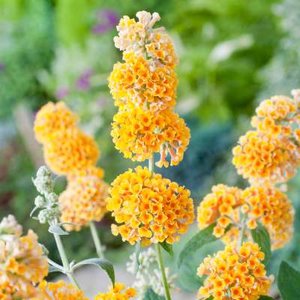 Buddleja weyeriana 'Sungold', 3L Vlinderstruik