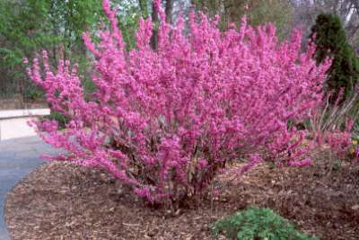 Cercis chin. 'Avondale', 150-175 50L, Chinese judasboom