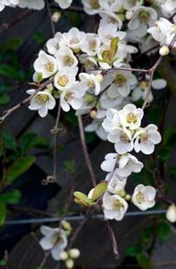 Chaenomeles spec. 'Nivalis', 30-40 3L, Dwergkwee