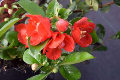 Chaenomeles sup. 'Etna', 30-40 3L, Dwergkwee