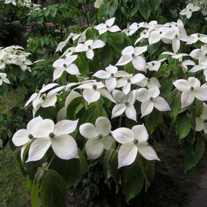 Cornus k. 'Teutonia', 125-150 45L meerstammig, Japanse grootbloemige kornoelje