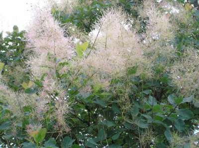 Cotinus cogg. 'Young Lady', 30-40 3L, Pruikenboom ®