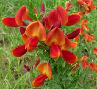 Cytisus 'Lena', 2L Brem