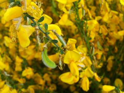 Cytisus 'Vanesse', 2L Brem