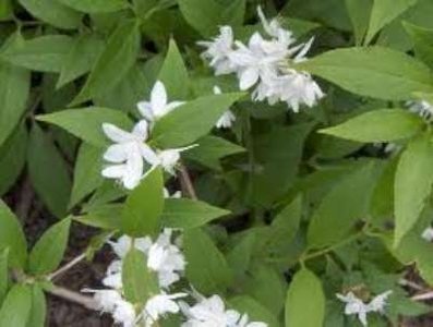 Deutzia gracilis, 30-40 3L, Bruidsbloem