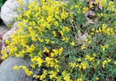 Genista lydia, 20-30 2L Dwergbrem