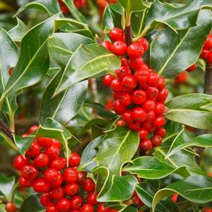 Ilex aquif. 'J.C.Van Tol', 80-100 Kluit, Hulst