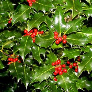 Ilex aquifolium, 125-150 kluit Wilde hulst