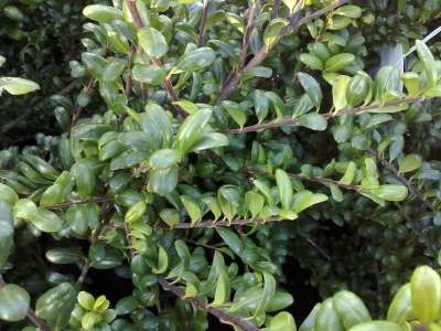 Ilex cren. 'Convexa', 80-100 Kluit, Hulst