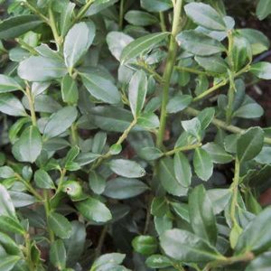 Ilex cren. 'Stokes', 25-30 4L, Japanse hulst