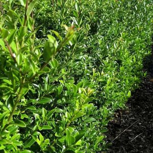 Ilex max. 'Kanehirae', 25-30 3L, Japanse hulst (Mutchagara)