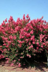 Lagerstroemia indica, 125/150 25L