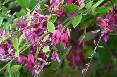 Lespedeza thunbergii, 3L (Desmodium pend.)