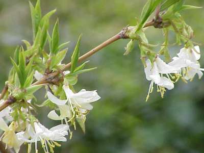 Lonicera fragrantissima,3L Winterkamperfoelie